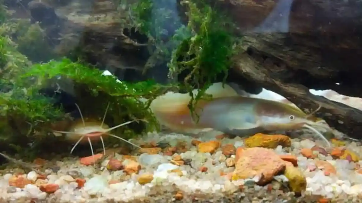 Populasi Ikan Endemik Bangka Belitung Berkurang, Ini Sebabnya