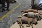 anjing-doku.jpg