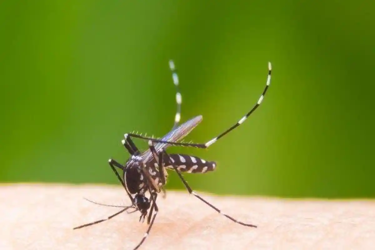Dua Warga Boyolali Meninggal Karena DBD, Awal Tahun Sudah Ada 46 Kasus