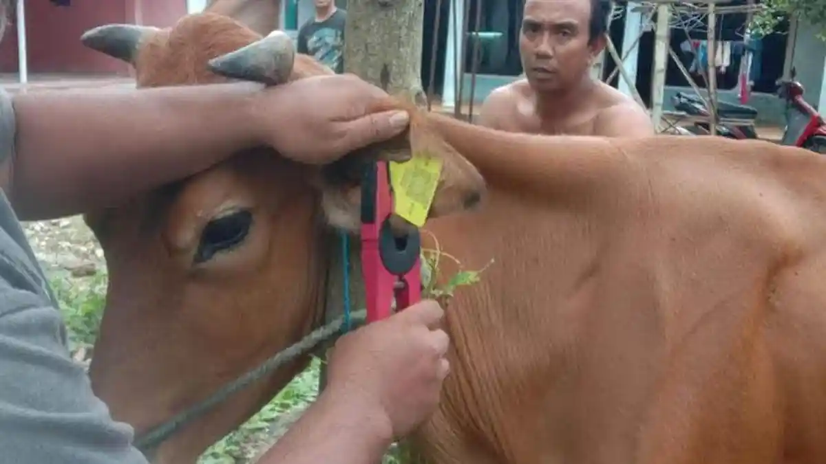 Kiriman Sapi Masuk Bangkalan Kelewat Deras, Pemberian Anting pada Sapi ...