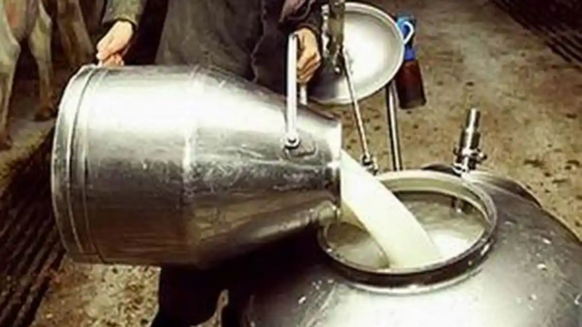 Sapi Tak Boleh Stres Agar Menghasilkan Susu Berkualitas