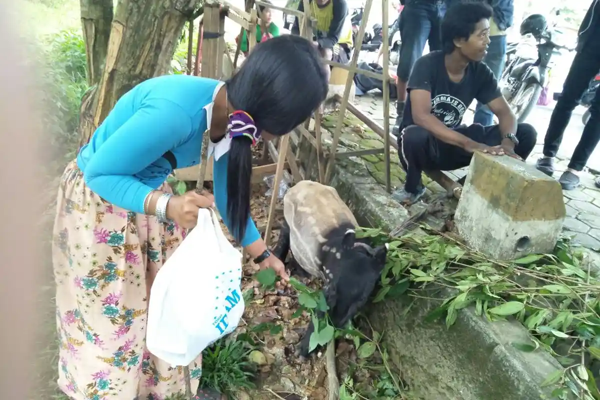 Masih Dikuasai SAD, Pemkab dan BKSDA Masih Berusaha Bujuk Pasutri Pembawa Tapir