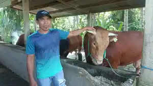 Dua-ekor-sapi-milik-peternak-bernama-Riadi-terpilih-kandidat-sapi-kurban-Jokowi.jpg