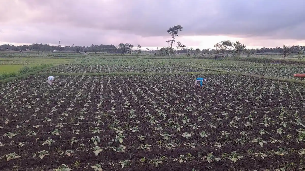 Anomali Cuaca Berimbas ke Pertumbuhan Tembakau, Petani di Lumajang Harap Gudang Pengeringan Layak
