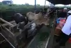 Kepala DPKH Kaltim Kunjungi Peternak