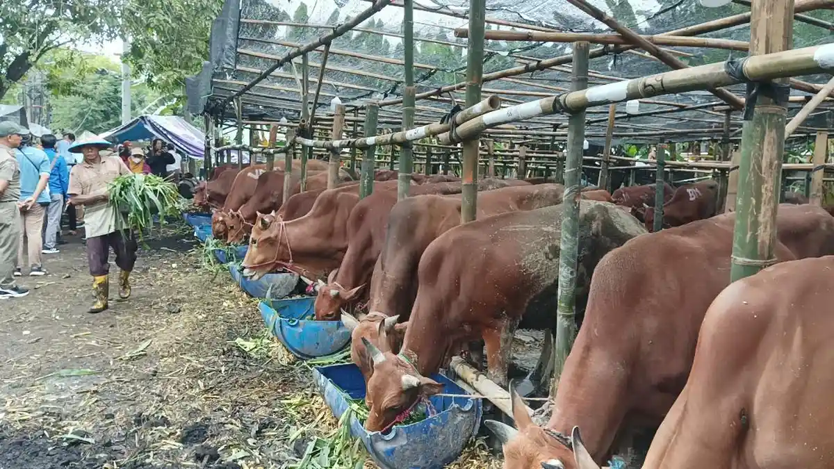 Jelang Idul Adha, 50 Persen Stok Sapi Milik Pedagang di Surabaya Ludes Terjual