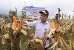 Panen Jagung di Wonosobo Capai 7,6 Ton, Bupati Afif Apresiasi Bulog Serap Hasil Petani