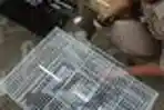 Penyelundupan Burung Dari Balikpapan