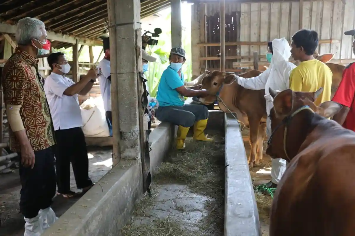 Cegah Penularan Penyakit Mulut dan Kuku pada Hewan, Ganjar Gerakkan Jogo Ternak