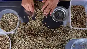 20241001_GANI_Kopi_Wanoja_Ibun_13.jpg