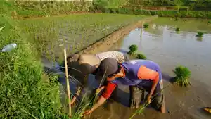 Ikhtiar-Buruh-Tani-222.jpg