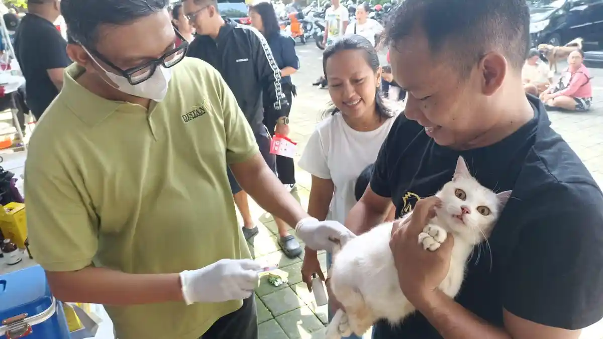 Dimulai Februari 2026, 6.534 Ekor Anjing di Denpasar Bali Telah Divaksin Rabies