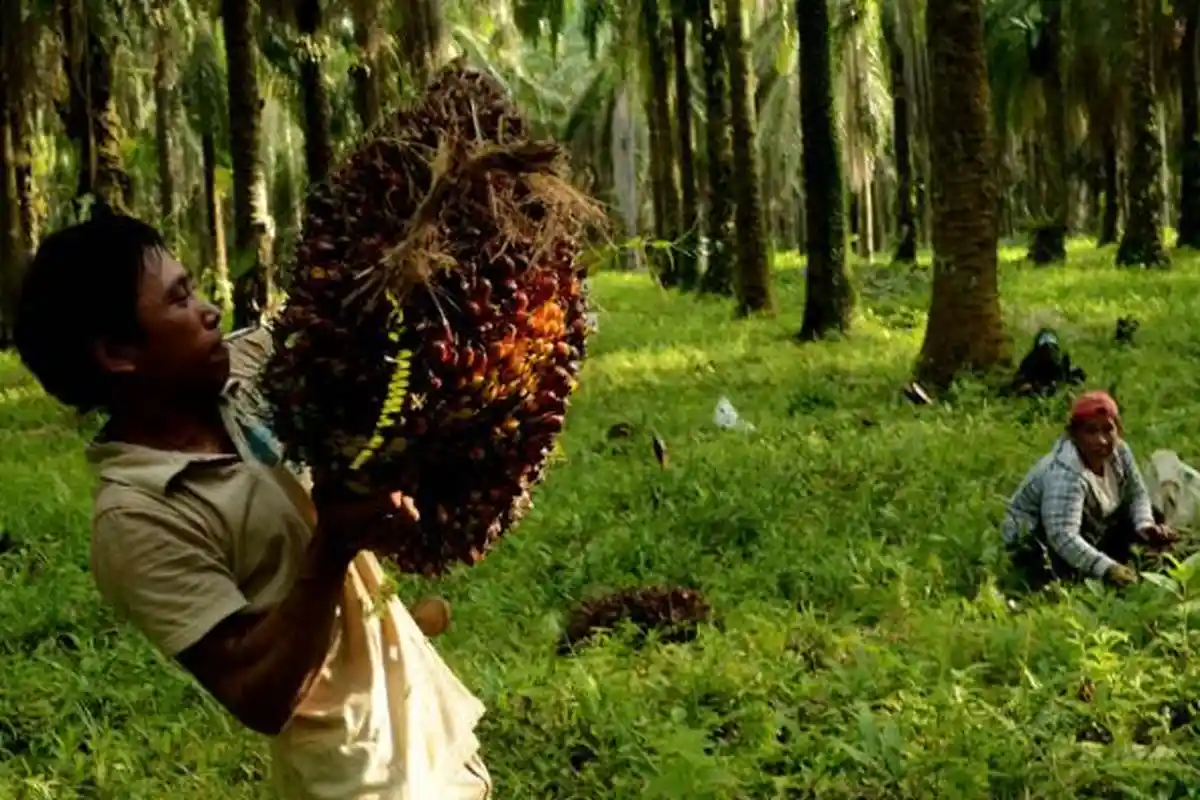 Kisah Pilu Buruh Wanita di Perusahaan Sawit, Melahirkan di Kebun Hingga Tanpa BPJS