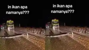 Viral-Ular-Piton-4-Meter-Adang-Truk-Tambang-Lewat.jpg