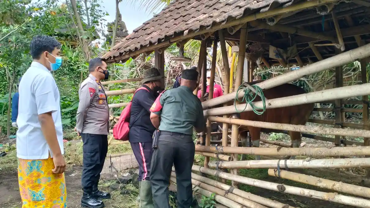 Abiansemal Masih Nihil Virus PMK, Puluhan Sapi Divaksin, Kapolsek Minta Jangan Panik dan Lakukan ini