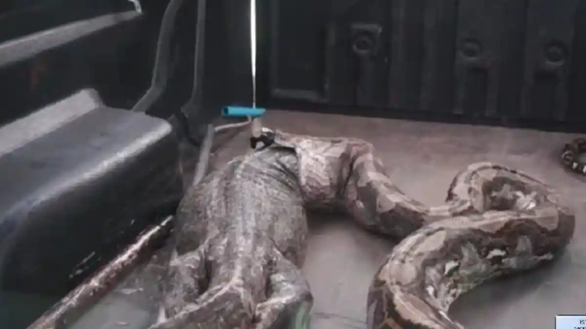 Bikin Kaget, Piton Ini Muntahkan Reptil yang Lebih Besar dari Tubuhnya