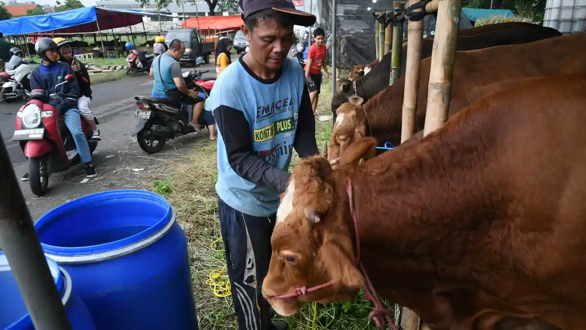 Makna Kurban dalam Islam, Ini 5 Golongan yang Berhak Menerima Daging Kurban