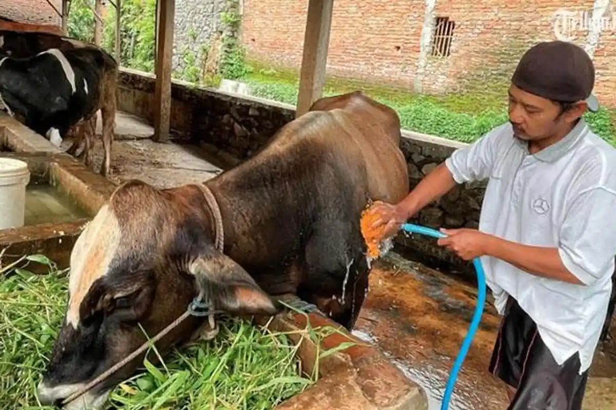 Jumlah Sapi di Kota Batu yang Terjangkit PMK Melonjak, 9 Ekor Mati dan 2 Sapi Dipotong Paksa