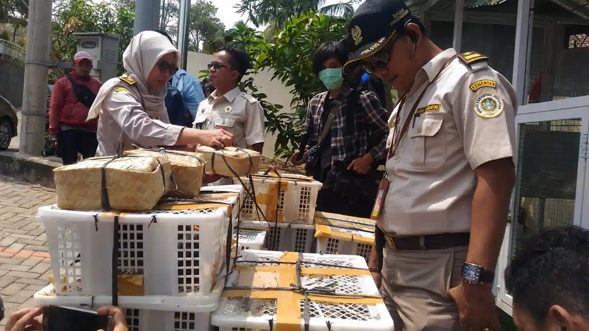 Flight Protecting Indonesia Birds: Populasi Burung Liar Terancam Akibat Penyelundupan