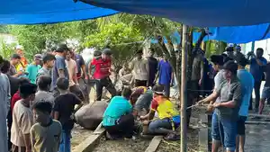 Juru-sembelih-di-Malinau-01-28052026.jpg
