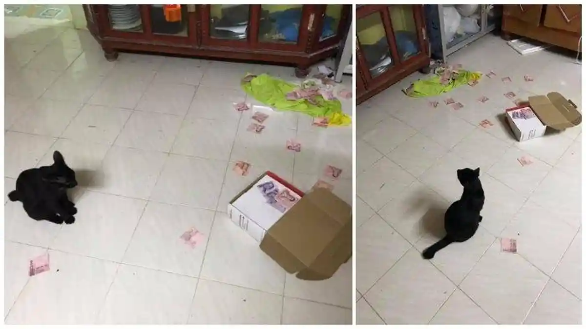 Uang Simpanan Suami Akhirnya Terbongkar Gegara Kucing Ini Jatuhkan Kotak di Lemari