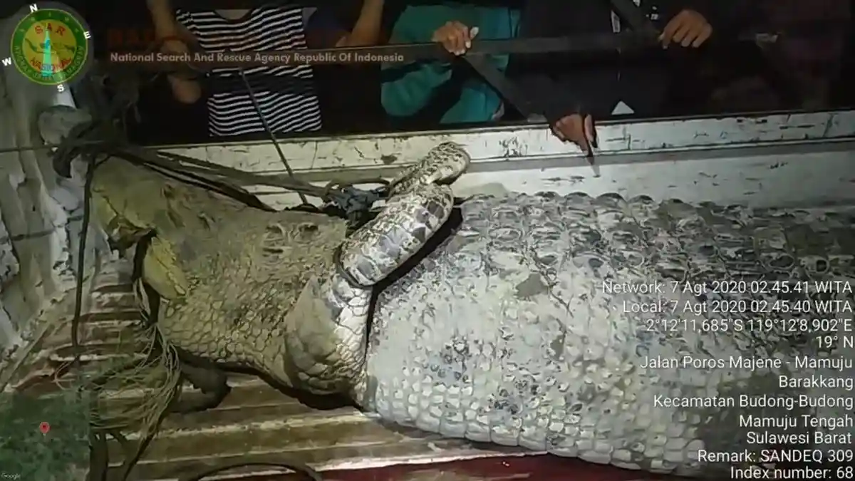 Balas Dendam, Warga Barakkang Sulbar Tangkap Buaya Sepanjang 4,3 Meter, Begini Ceritanya