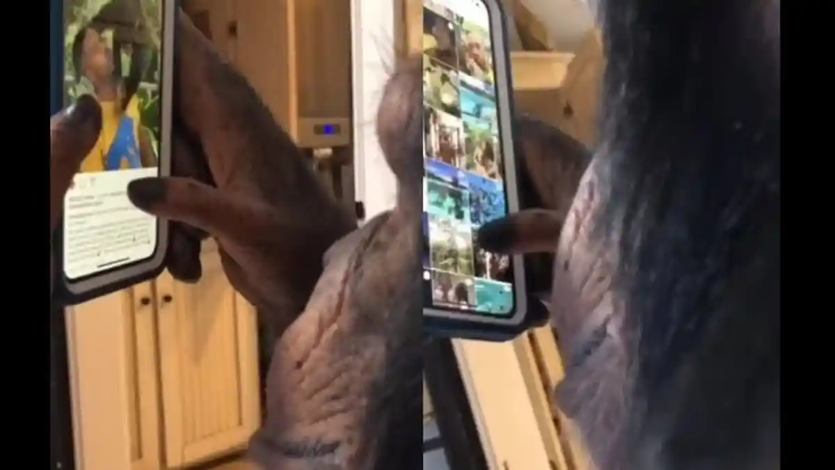 Video Viral Simpanse Main Instagram Ini Banyak Diprotes Ahli Konservasi