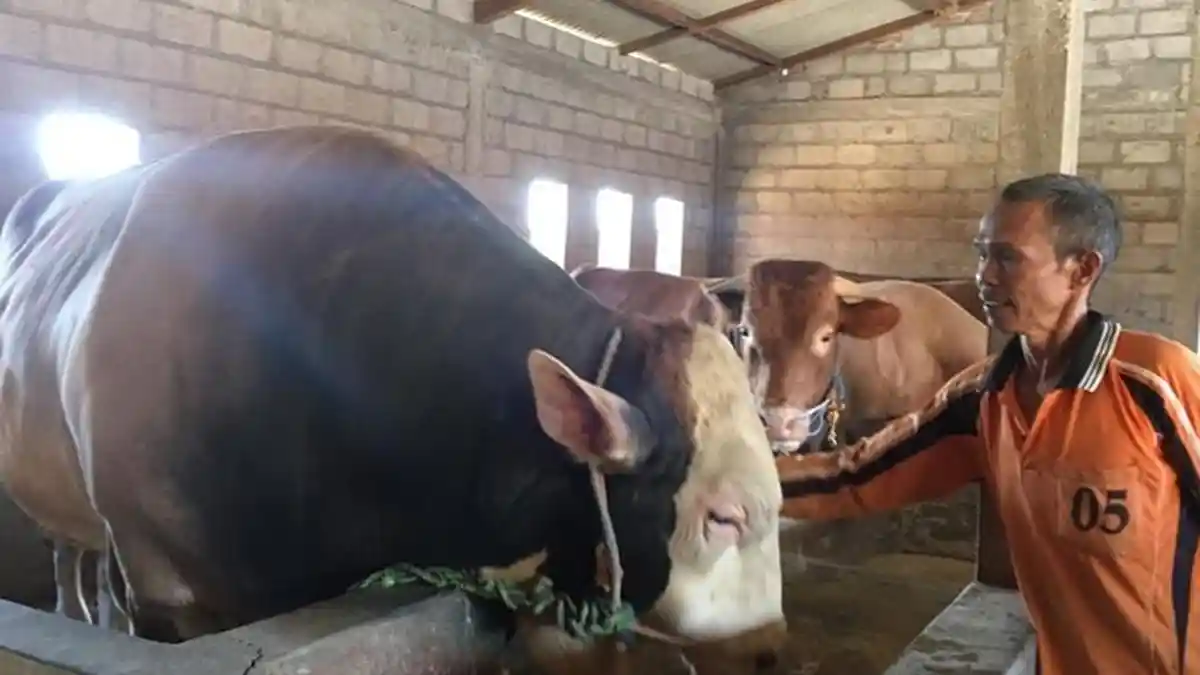 Pria Ini Awalnya Tawarkan Sapi 1,4 Ton Via WhatsApp, Tak Menyangka Ternaknya Dibeli Presiden Jokowi