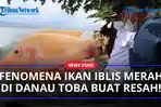 Ikan-Iblis-Merah-Ditemukan-di-Danau-Toba-Ikan-Predator-Buat-Sengsara-Nelayan-Karena-Makan-Ikan.jpg