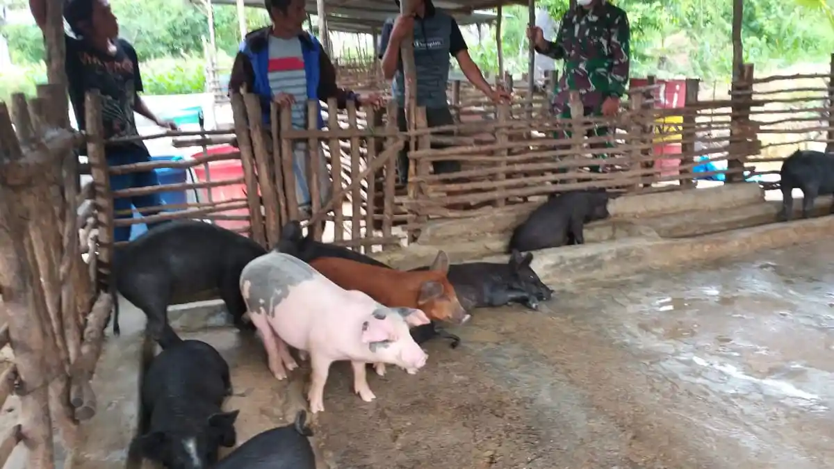 Di Sumba Timur, Ini Tips Babinsa Umalulu Atasi Virus yang Menyerang Ternak Babi, INFO