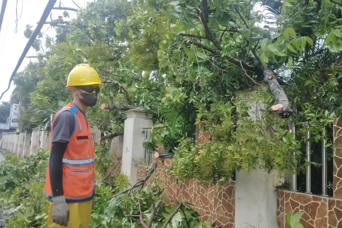 Pohon Setinggi 10 Meter Tumbang hingga Timpa Kabel Listrik dan Pagar Kampus Gorontalo
