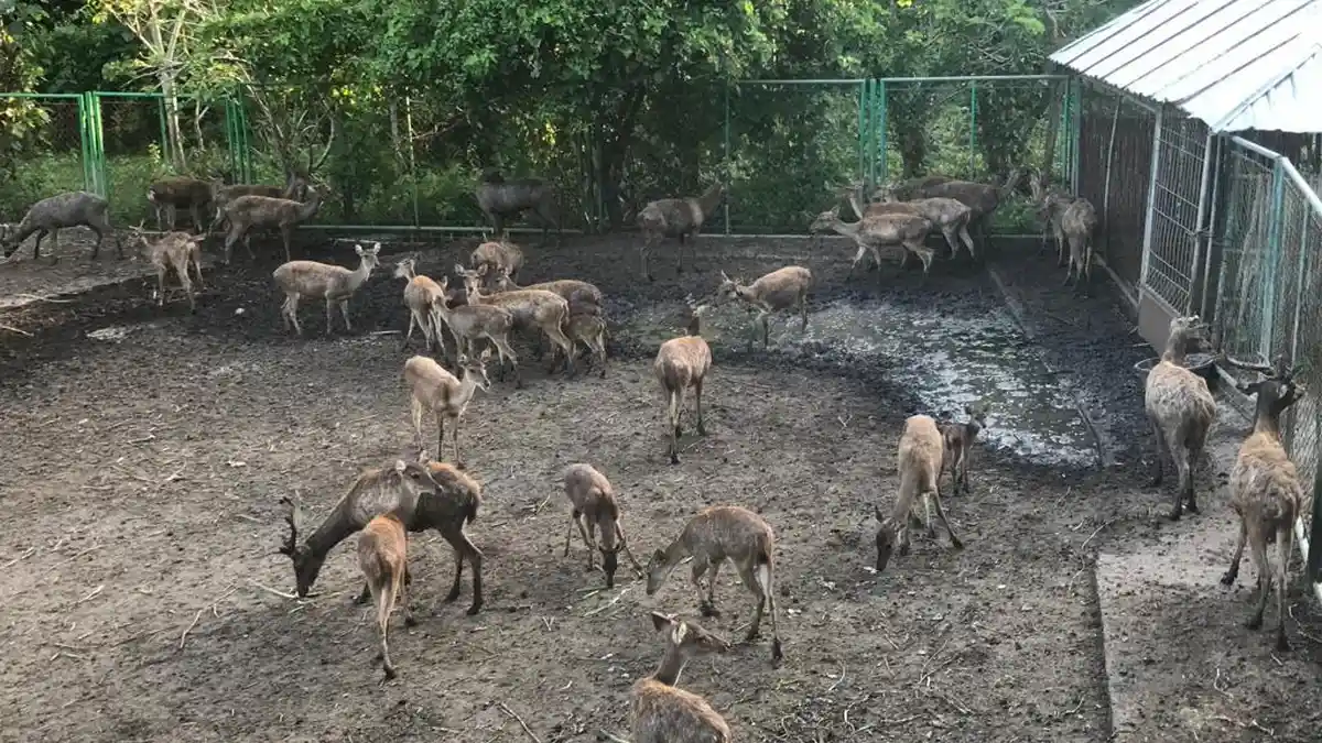 Mengenal Rusa Timor dan 44 Jenis Kupu-Kupu di Pusat Konservasi TWA ...
