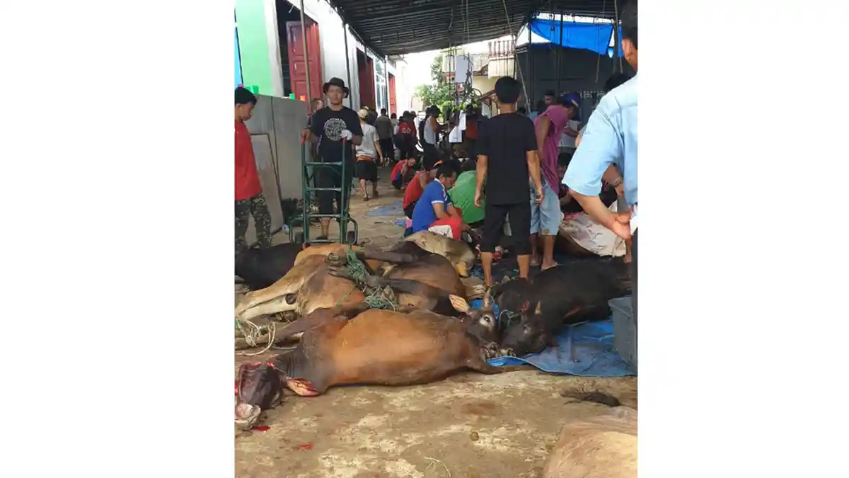 Majelis Tafsir Alquran Sumut Sembelih 85 Ekor Sapi dan Empat Kambing
