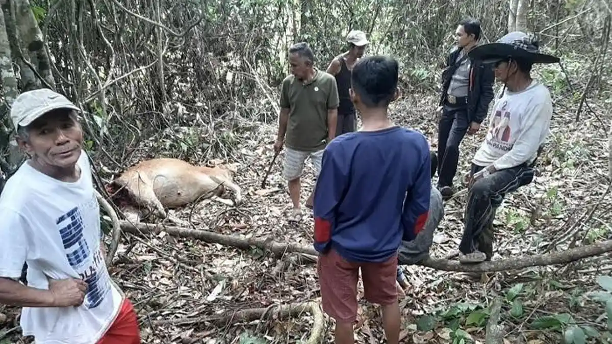 Update Harimau di Solok Terkam Sapi Milik Warga, Polisi: Terluka Cakar di Pinggul, Lalu Diseret