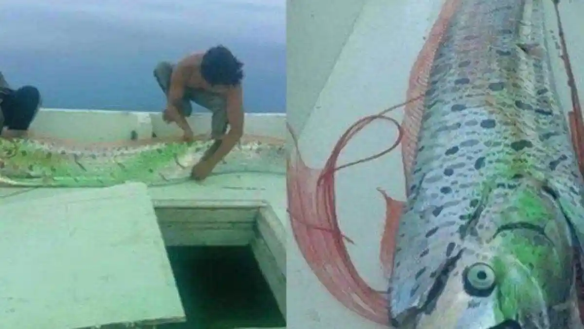 Ikan Oarfish Muncul di Kepulauan Selayar, Benarkah Jadi Pertanda Akan Ada Gempa dan Tsunami?