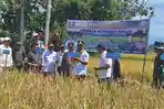 Desa Baru Semerah Panen Padi Perdana, Bupati Monadi Apresiasi Ketahanan Pangan
