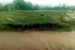 Banjir Sukodono Lumajang Rendam Padi Siap Panen, Petani Waswas Gagal Panen