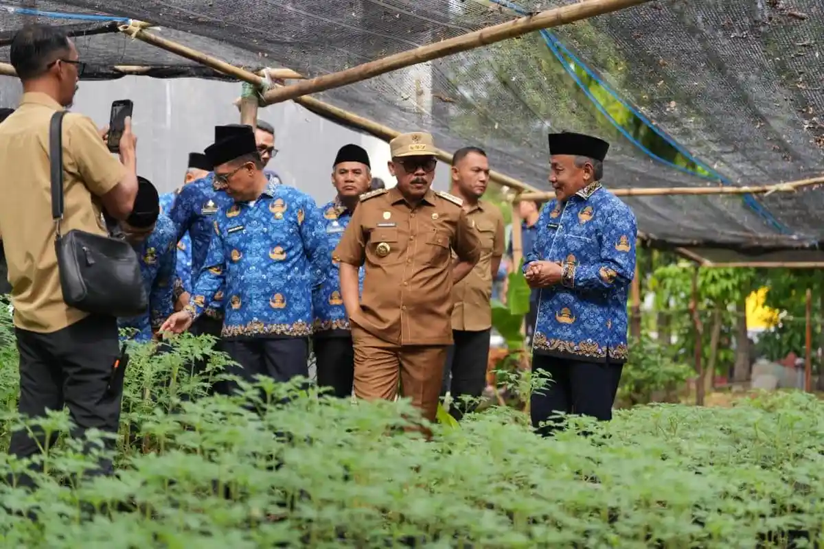 Gubernur Sulbar Tinjau Pembibitan Komoditas Pangan, 10 Ribu Bibit Siap Dibagikan ke Masyarakat