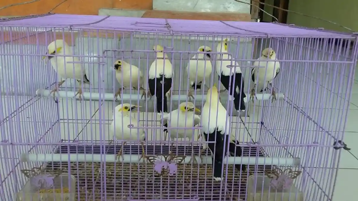 Ternak 23 Ekor Jalak Putih dan Kakatua, Pria Asal Dawan Ini Tak Mampu Tunjukkan Izin