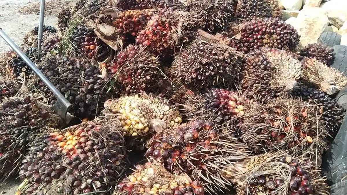 Harga Sawit di Petani Aceh Singkil Bertahan  Rp 2.700 Per Kilogram