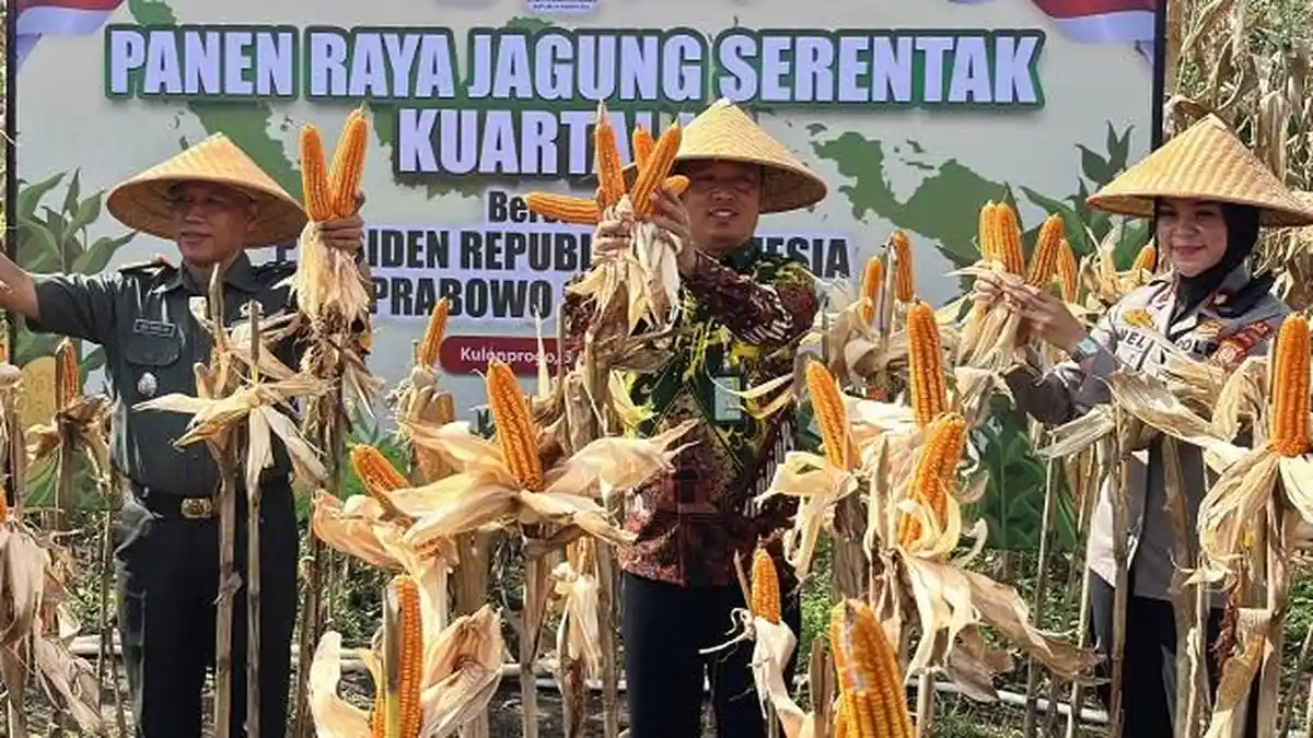 Hasil Panen Program Tanam Jagung Serentak Oleh Polres Kulon Progo Diprediksi Capai 1 Ton