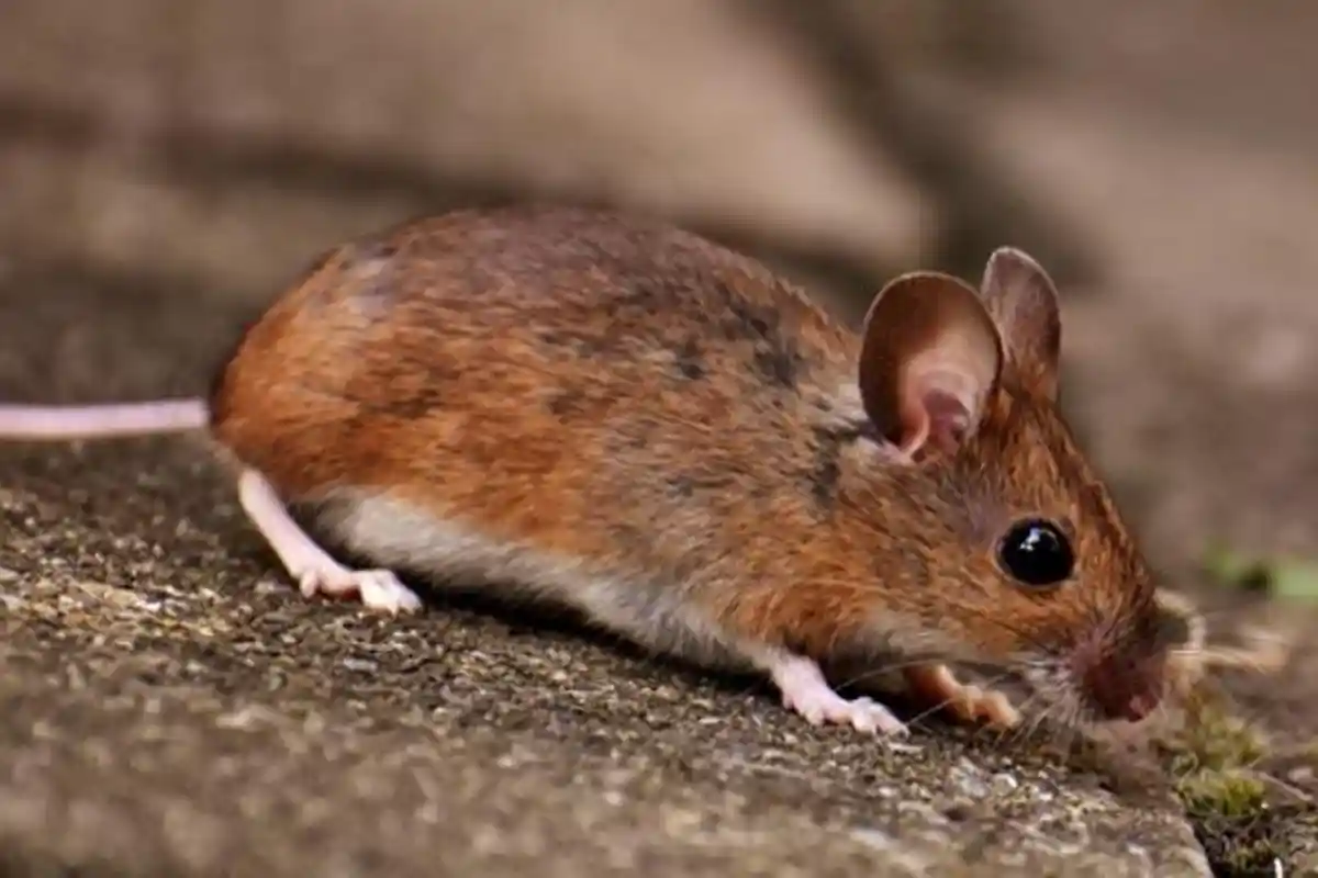 14 Arti Mimpi Tentang Tikus Putih, Digigit Tikus Menurut Primbon, Waspadalah dengan Musuh