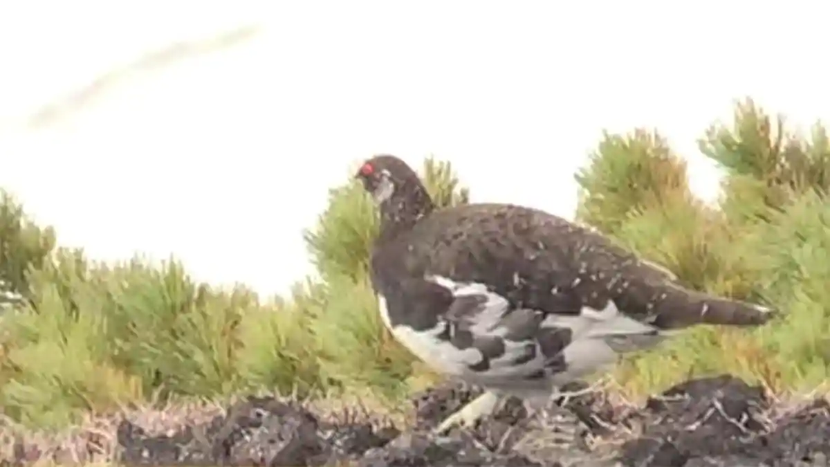 Burung Langka Nihon Raichou Diperlihatkan kepada Masyarakat Jepang Mulai 15 Maret 2019