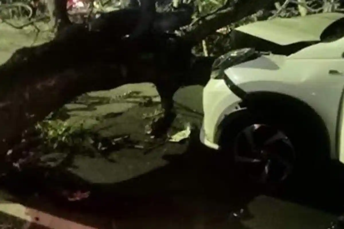 Kecelakaan di Sragen Mobil Rush Tabrak Pohon Tumbang, Pengemudi Syok