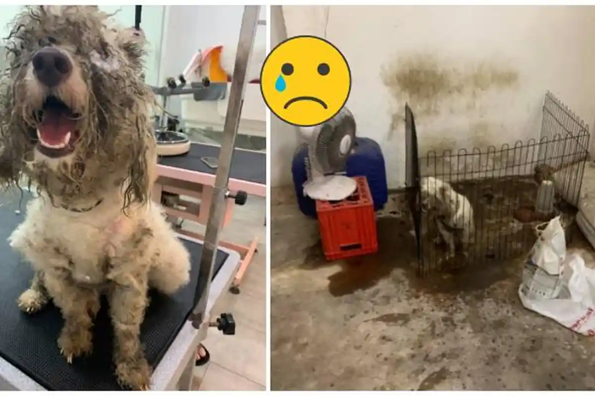 Dianggap Sudah Tidak Lucu Lagi, Anjing Ini Ditelantarkan di Ruangan Kotor dan Gelap oleh Pemiliknya