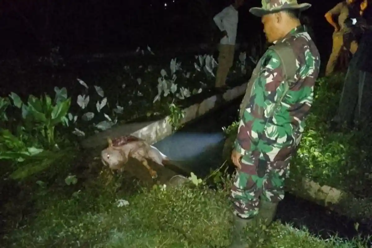 Breaking News Teror Harimau Terjadi Lagi di Pesisir Barat Lampung, Kali Ini Memangsa Sapi