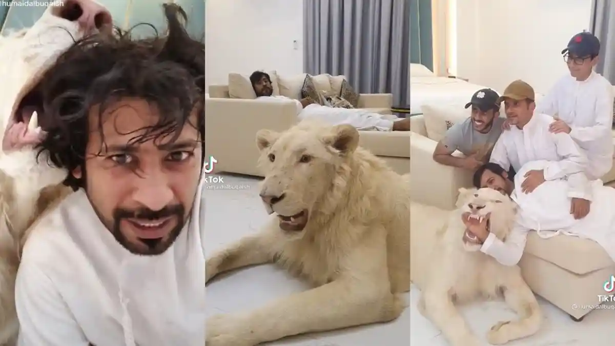 Bisanya Orang Pilih Pelihara Kucing di Rumah, Pria Super Kaya Arab Ini Malah Pelihara Singa