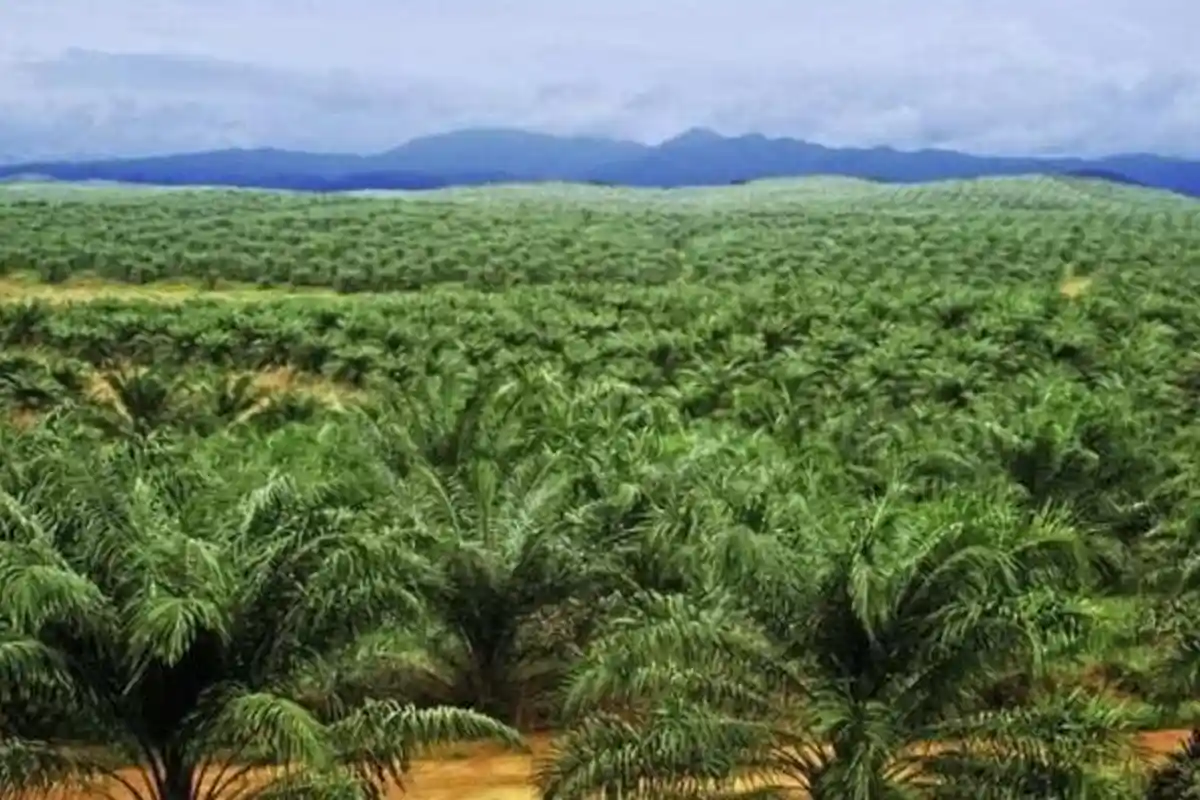 Inilah Daftar Raja Sawit Indonesia, Cari Uang di RI tapi Berkantor Pusat di Luar Negeri