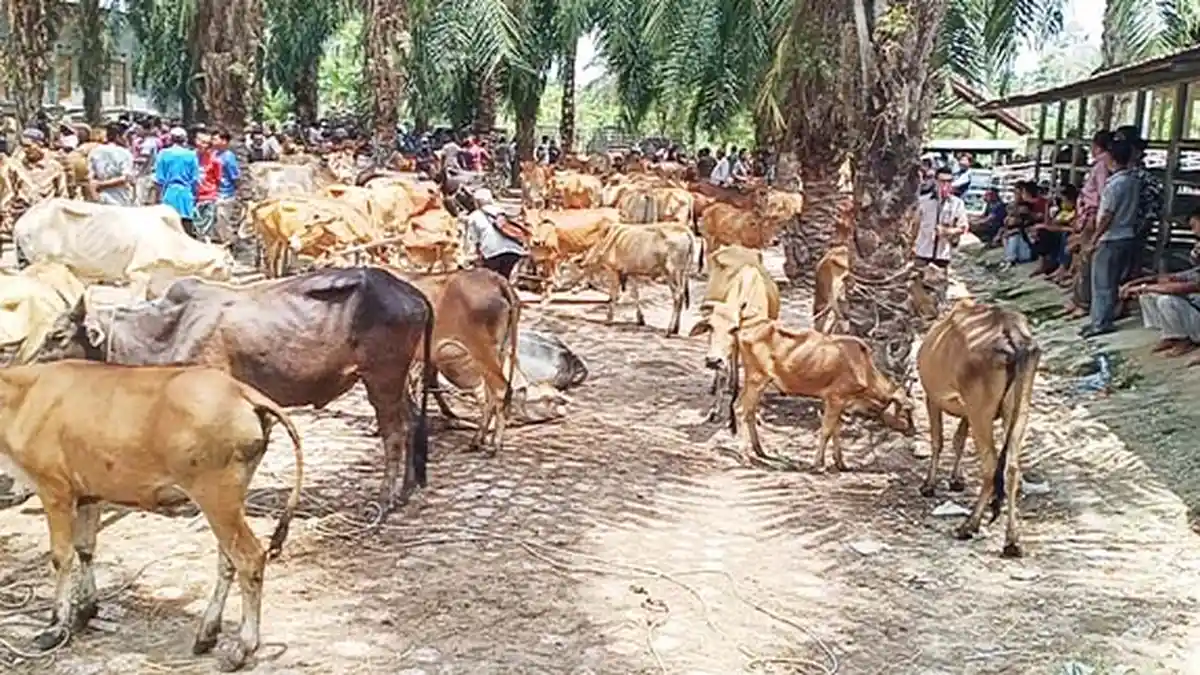 Kelamaan Libur, Dua Mahasiswa Terlibat Pencurian Lembu di Aceh Tamiang