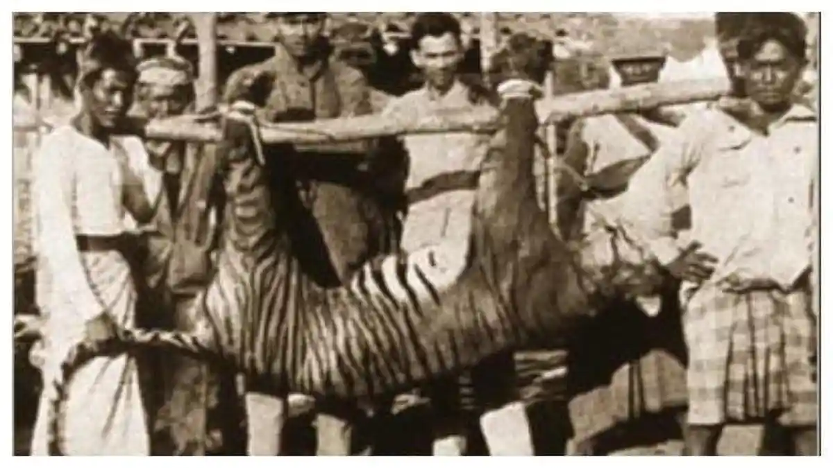 Sejarah Hari Ini 27 September 1937, Punahnya Harimau Bali, Subspesies Terkecil yang Mati Dibunuh